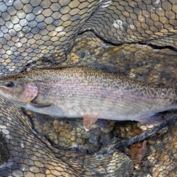 スプーン中心の釣果